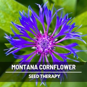 May include: A close-up of a vibrant Montana Cornflower with striking blue petals and a deep purple center, set against a backdrop of lush green leaves. The image includes the text "MONTANA CORNFLOWER" and "SEED THERAPY".