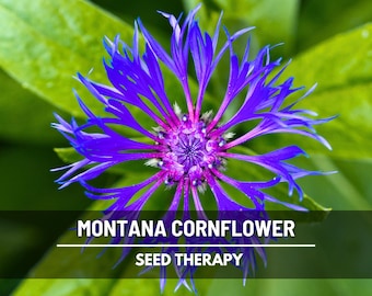 Montana Cornflower Seeds – Heirloom Perennial Flower, Blue Blooms, Mountain Bluet & Easy to Grow | 30 Seeds