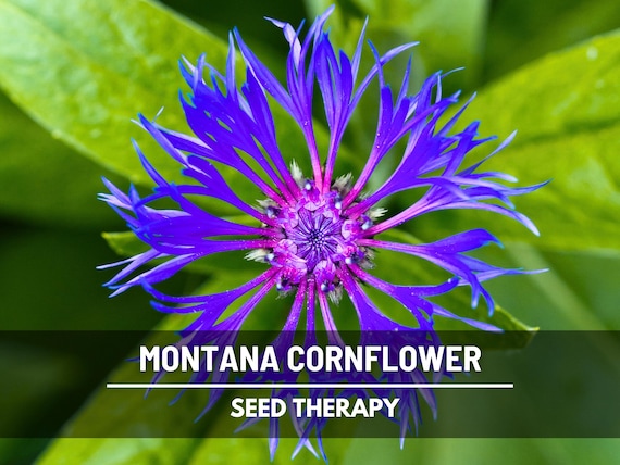 Montana Cornflower Seeds – Heirloom Perennial Flower, Blue Blooms, Mountain Bluet & Easy to Grow | 30 Seeds
