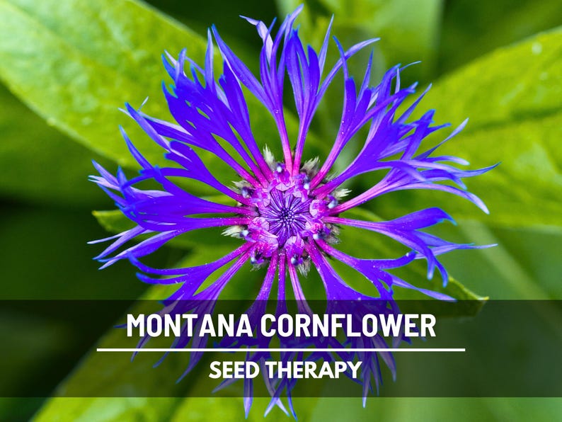 Puede incluir: Primer plano de una vibrante flor de aciano de Montana con llamativos p&eacute;talos azules y un centro p&uacute;rpura intenso, sobre un fondo de exuberantes hojas verdes. La imagen incluye el texto "MONTANA CORNFLOWER" y "SEED THERAPY".