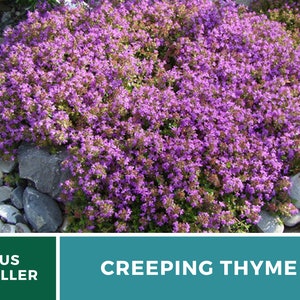 May include: A close-up of a patch of creeping thyme with small purple flowers. The thyme is growing in a garden bed with rocks around it. The text "CREEPING THYME" is displayed below the image.