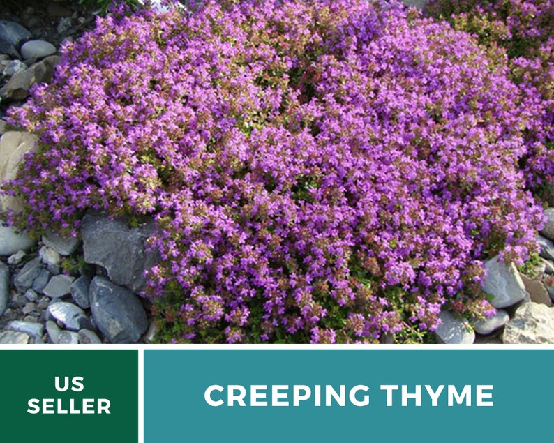 May include: A close-up of a patch of creeping thyme with small purple flowers. The thyme is growing in a garden bed with rocks around it. The text "CREEPING THYME" is displayed below the image.