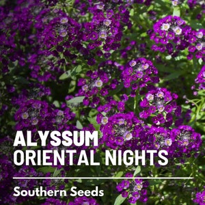 May include: Purple Alyssum flowers in bloom, with the text "ALYSSUM ORIENTAL NIGHTS" and "Southern Seeds" below the flowers.
