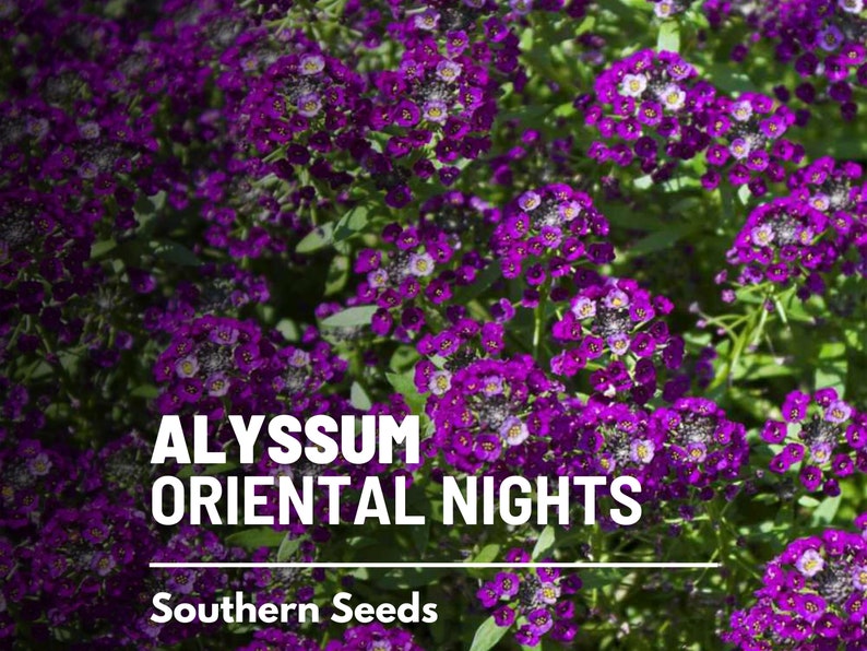 May include: Purple Alyssum flowers in bloom, with the text "ALYSSUM ORIENTAL NIGHTS" and "Southern Seeds" below the flowers.