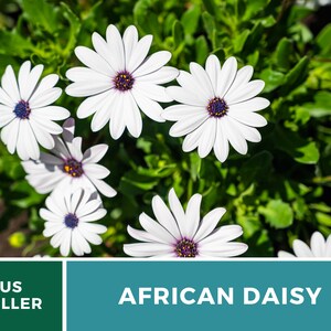 Daisy, African White Cape Marigold 25 Seeds Heirloom Flower White Blooms Dimorphotheca pluvialis image 5