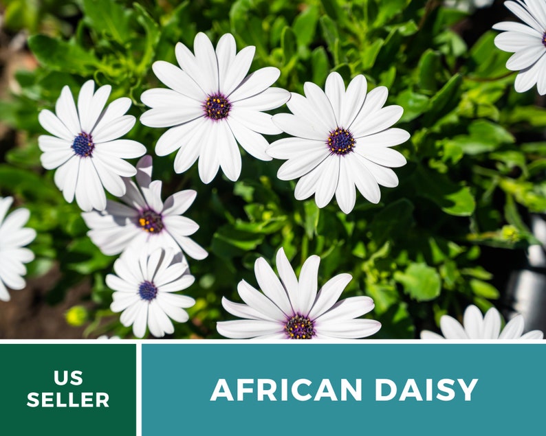 Daisy, African White Cape Marigold 25 Seeds Heirloom Flower White Blooms Dimorphotheca pluvialis image 5