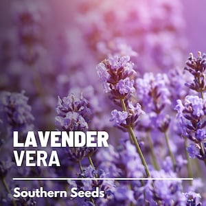 Lavender, Vera (English) - 100 Seeds - Heirloom Flower - Culinary & Medicinal Herb (Lavandula angustifolia)