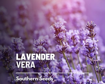 Lavender, Vera (English) - 100 Seeds - Heirloom Flower - Culinary & Medicinal Herb (Lavandula angustifolia)