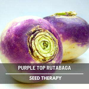 Harvested Purple Top Rutabaga with purple crown and yellow flesh – Seed Therapy