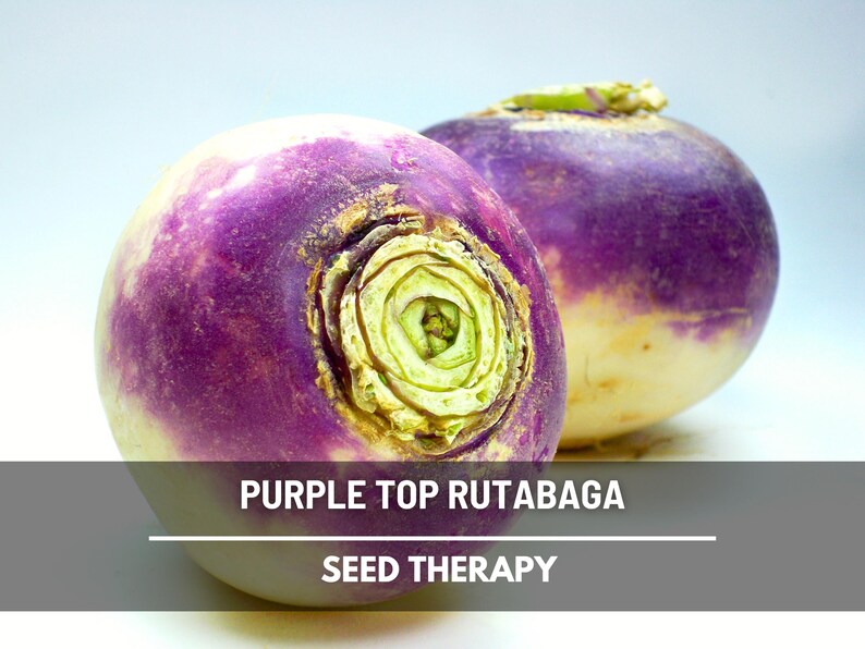 Harvested Purple Top Rutabaga with purple crown and yellow flesh – Seed Therapy