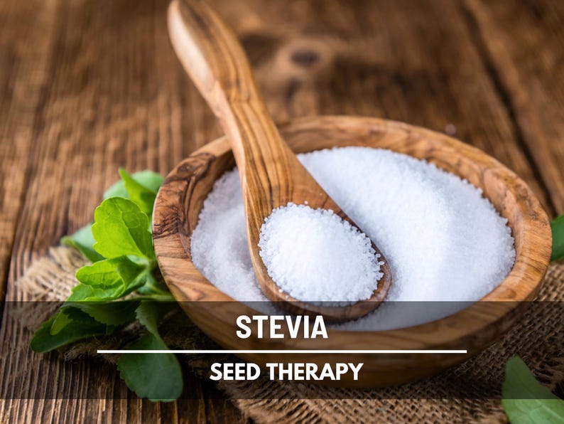 Stevia Seeds (Sugar Leaf) – Heirloom Herb, Natural Sweetener, Sugar Alternative, Medicinal Plant, Stevia rebaudiana | 50 Seeds image 8