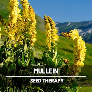 Mullein Seeds – Heirloom Herb, Verbascum Thapsus, Apothecary Garden, Herbal Remedy, Soothing Tea Herb | 100 Seeds
