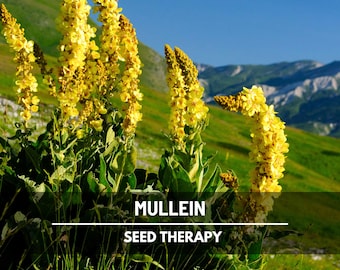 Mullein Seeds – Heirloom Herb, Verbascum Thapsus, Apothecary Garden, Herbal Remedy, Soothing Tea Herb | 200 Seeds
