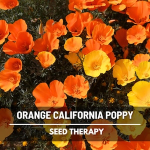 Orange California Poppy Seeds – Heirloom Flower, Iconic Wildflower, Striking Orange Blooms, Non-GMO, Easy to Grow | 200 Seeds
