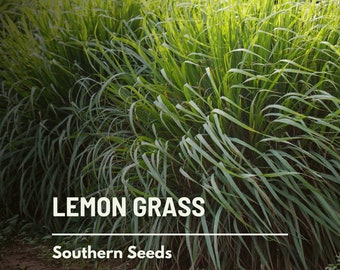 Lemon Grass - 100 Seeds - Heirloom Ornamental Grass - Culinary & Medicinal Herb (Cymbopogon flexuosus)
