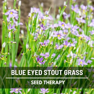 Blue Eyed Grass Seeds – Heirloom Ornamental Grass, Delicate Blue Flowers, Versatile Groundcover and Wildflower for Gardens | 50 Seeds