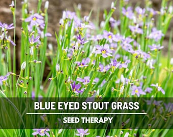 Blue Eyed Grass Seeds – Heirloom Ornamental Grass, Delicate Blue Flowers, Versatile Groundcover and Wildflower for Gardens | 50 Seeds