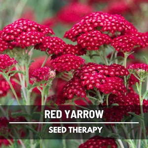 Red Yarrow Seeds – Heirloom Medicinal Herb, Rich Red Flowers, Attracts Pollinators, Garden Gift | 100 Seeds