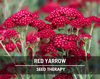 May include: Close-up of vibrant red yarrow flowers in full bloom. The image features clusters of small, densely packed flowers atop slender green stems. Text at the bottom reads "RED YARROW" and "SEED THERAPY".