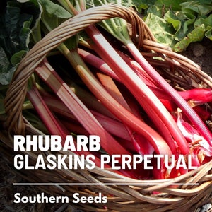 Canada Red Rhubarb - Prairie Gardens