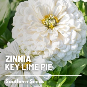May include: Close-up of a white Zinnia flower with a yellow center. The flower is labeled "Zinnia Key Lime Pie" and "Southern Seeds".
