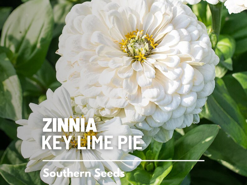 May include: Close-up of a white Zinnia flower with a yellow center. The flower is labeled "Zinnia Key Lime Pie" and "Southern Seeds".