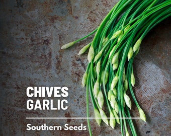 Chives, Garlic - 200 Seeds - Heirloom Culinary & Medicinal Herb - Non-GMO (Allium tuberosum)