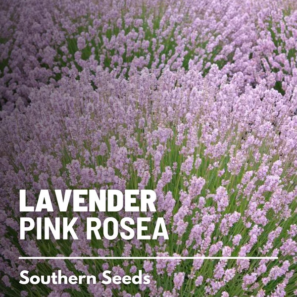 Lavender, Pink Rosea - 20 Seeds - Heirloom Flower - Culinary & Medicinal Herb - Fragrant Pink Flowers (Lavandula angustifolia)