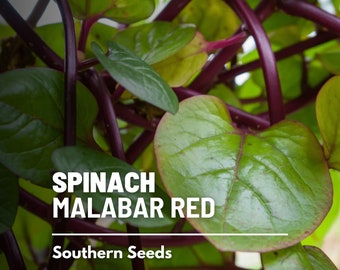 Spinach, Malabar Red - 100 Seeds - Heirloom Vegetable, Spinach Alternative, Heat-Tolerant and Climbing, Non-GMO (Basella rubra)