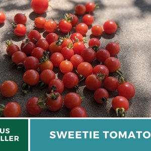 Tomato, Sweetie 50 Seeds Heirloom Vegetable, Indeterminate Plant Small, sweet cherry tomatoes Lycopersicon esculentum image 7