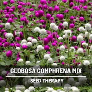 Gomphrena Globosa Mix Seeds – Heirloom Flower, Bushy Ball Shaped Blooms, Purple & White, Long Lasting Garden | 50 Seeds