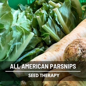 Freshly dug All American Parsnips with leafy green tops, ready for market or kitchen use.