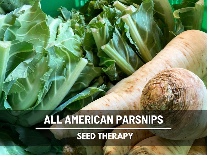 Freshly dug All American Parsnips with leafy green tops, ready for market or kitchen use.