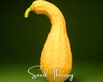 May include: A yellow crookneck squash with a bumpy, textured skin and a light green stem. The vegetable has a curved neck and a bulbous base. The white cursive text Seed Therapy is positioned at the bottom center of the image.