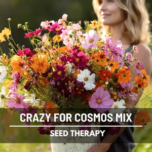 May include: A vibrant bouquet of cosmos flowers in shades of pink, orange, white, and burgundy. The text "CRAZY FOR COSMOS MIX" and "SEED THERAPY" is displayed on the image.