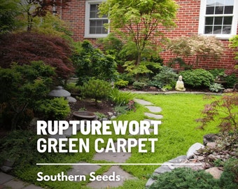 Rupturewort (Green Carpet) - 100 Seeds - Heirloom Groundcover, Lawn Alternative, Evergreen, Landscaping, Non-GMO (Herniaria glabra)