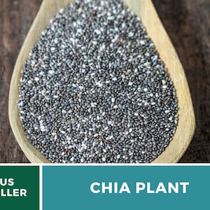 Chia 250 Seeds Heirloom Culinary & Medicinal Herb Superfood Non-GMO Salvia hispanica image 3