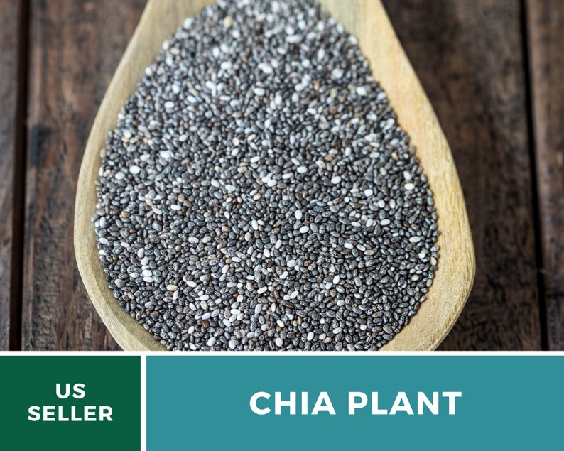 Chia 250 Seeds Heirloom Culinary & Medicinal Herb Superfood Non-GMO Salvia hispanica image 3