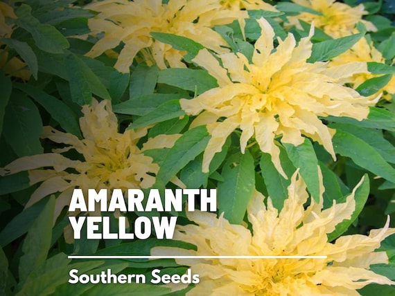 Amaranth, Yellow 100 Seeds Heirloom Edible Plant Non-gmo