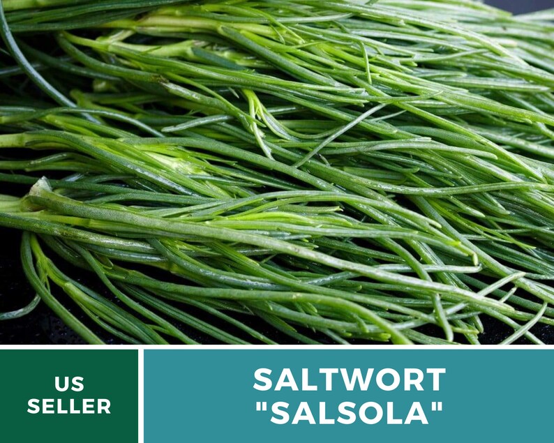 Puede incluir: Un manojo de Salsola verde fresca, tambi&eacute;n conocida como "Salsola", un tipo de planta comestible. La planta es un ingrediente popular en ensaladas y otros platos.