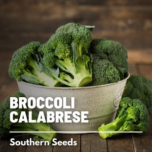 Broccoli, Calabrese Green - 100 Seeds - Heirloom Vegetable - Open Pollinated - Non-GMO (Brassica oleracea)