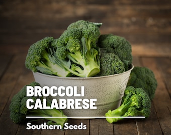 Broccoli, Calabrese Green - 100 Seeds - Heirloom Vegetable - Open Pollinated - Non-GMO (Brassica oleracea)