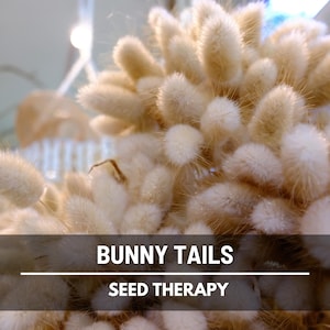 Bunny Tails (Lagurus ovatus) harvested seed heads drying naturally in sunlight, versatile for use in bouquets, centerpieces, and rustic decor - Seed Therapy