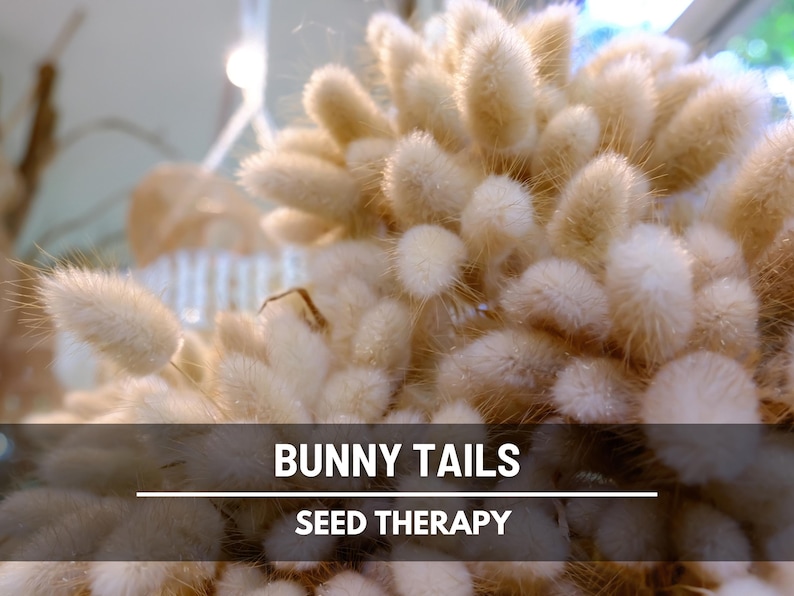 Bunny Tails (Lagurus ovatus) harvested seed heads drying naturally in sunlight, versatile for use in bouquets, centerpieces, and rustic decor - Seed Therapy