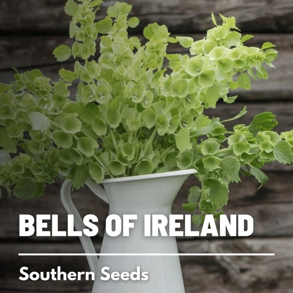 Bells of Ireland - 100 Seeds - Heirloom Flower - Unique Green Bell Flowers (Moluccella laevis)