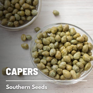 Capers (Caper Bush) - 10 Seeds - Heirloom Herb - Culinary Delicacy (Capparis spinosa)