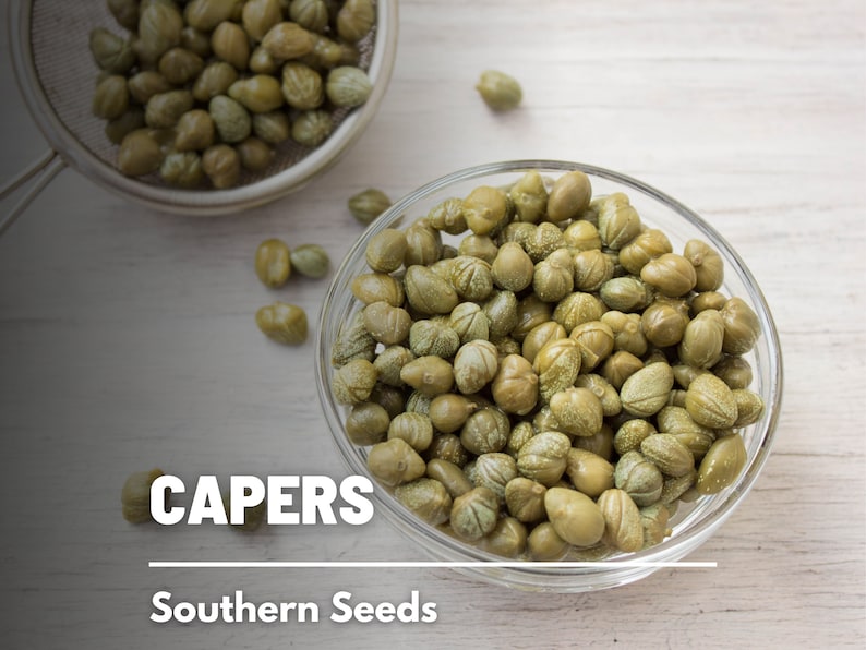 Capers Caper Bush 10 Seeds Heirloom Herb Culinary Delicacy Capparis spinosa image 1