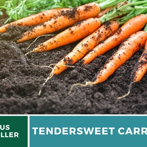 May include: Close-up of freshly harvested orange carrots with green tops lying on dark brown soil.  TENDERSWEET CARROT is written in white text on a teal background.