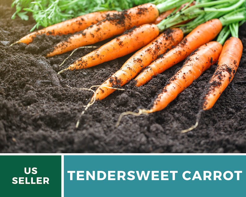 May include: Close-up of freshly harvested orange carrots with green tops lying on dark brown soil.  TENDERSWEET CARROT is written in white text on a teal background.