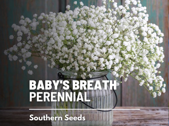 Baby's Breath, Annual Flower Seeds Heirloom Seeds, Wedding Bouquets, Covent  Garden, Floral Arrangements, Gypsophila Elegans, Non-gmo 